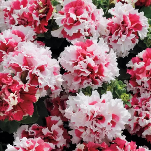 red red flower seeds