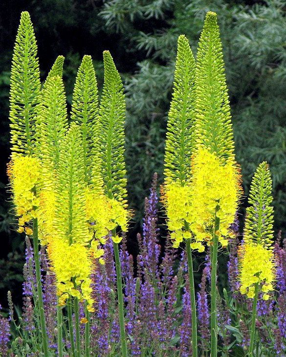 Green Eremurus Flower Seeds – Heirloom Non-GMO High Germination Garden Seeds