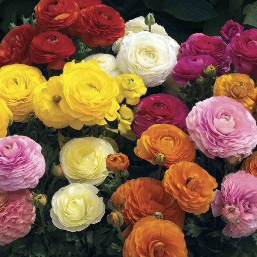 mache ranunculus flower seeds