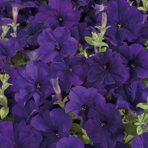 blue blue flower seeds