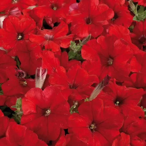 red red flower seeds