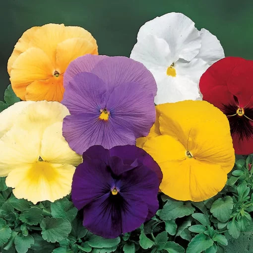 pure colors flower seeds