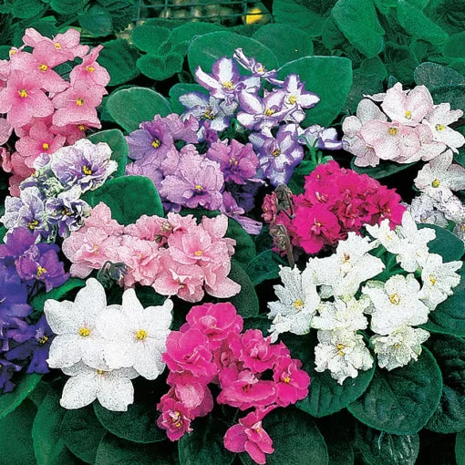 violet violet flower seeds