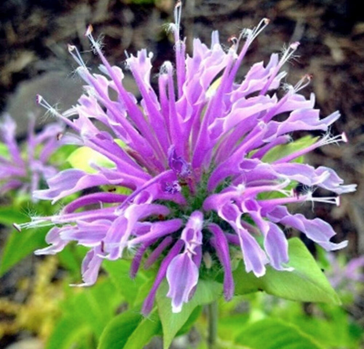 Bergamot Flower Seeds for Planting – Heirloom Non-GMO High Germination Organic Garden Seeds