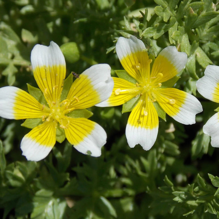 Limnanthes Flower Seeds Yellow White – Heirloom Non-GMO High Germination