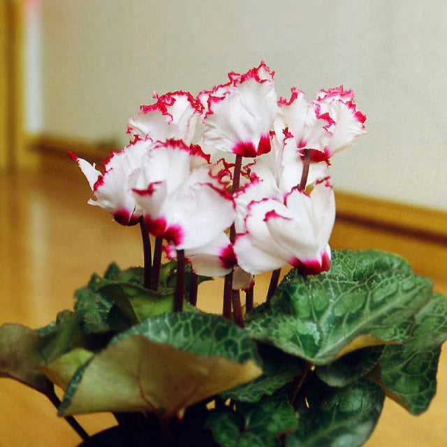 Red White Cyclamen Flower Seeds for Planting – Heirloom Non-GMO High Germination