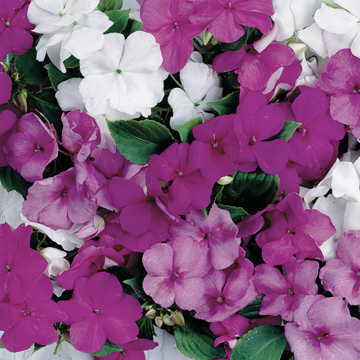 sunny lady flower seeds