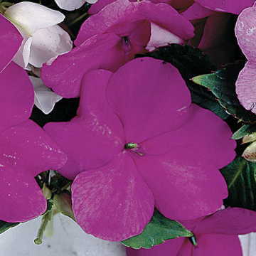 lavender blue flower seeds