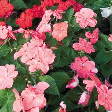 pink pink flower seeds