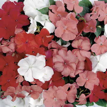sunny lady flower seeds