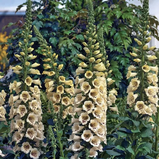 cream cream flower seeds