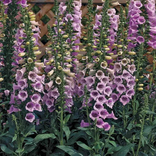 lavender foxglove flower seeds