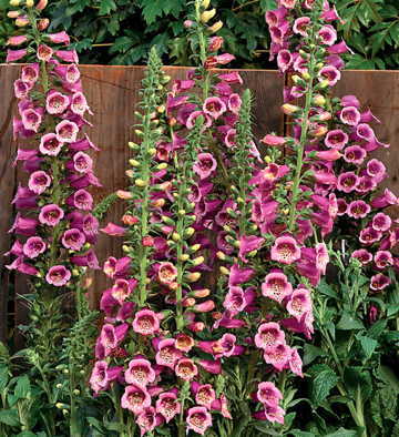 rose hybrid flower seeds