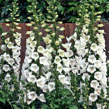 white white flower seeds