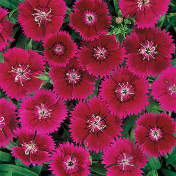violet violet flower seeds