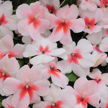 red white flower seeds