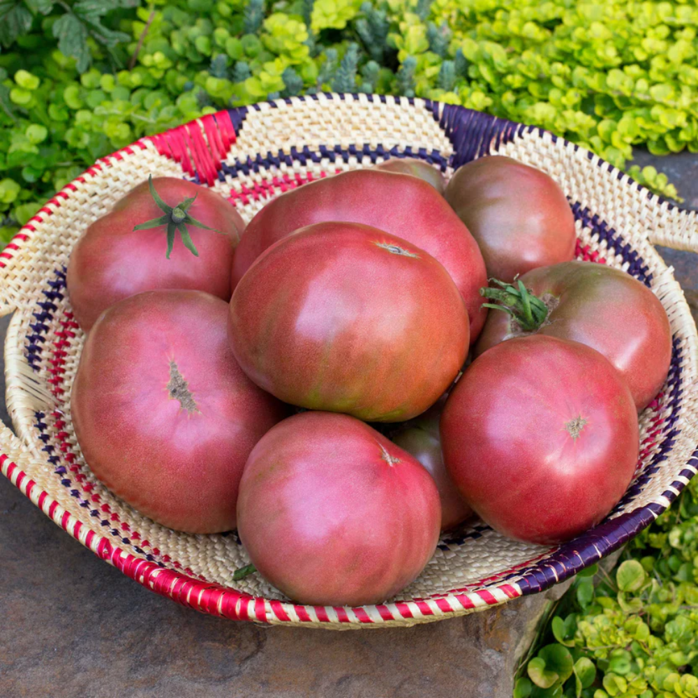 Purple Cherokee herb seeds