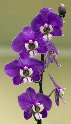 Violet Cymbidium Flower Seeds – Heirloom Non-GMO High Germination Seeds