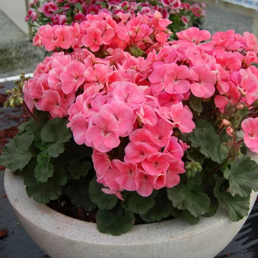 salmon geranium flower seeds
