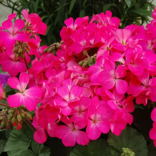 pink pink flower seeds