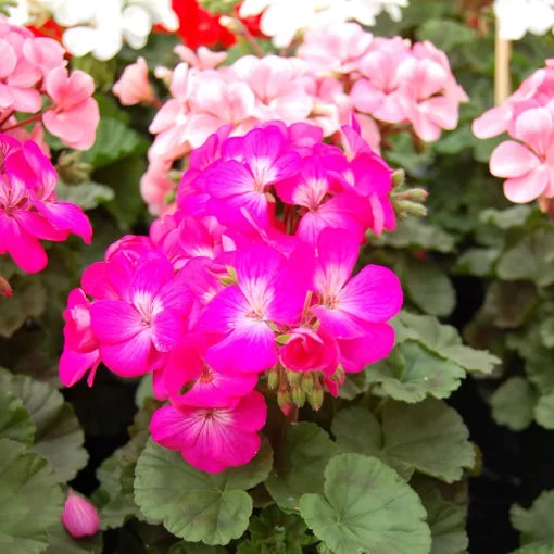 nano deep flower seeds