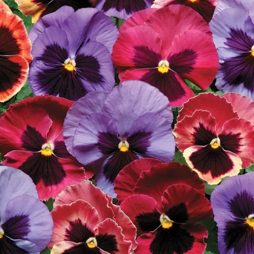 yellow pink flower seeds