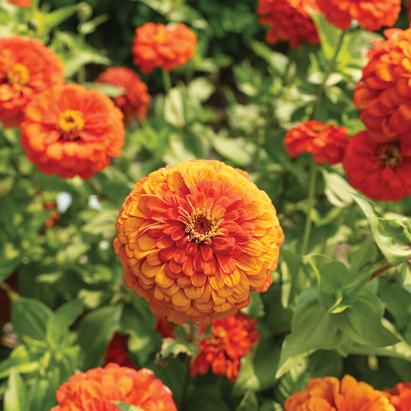Orange Red Zinnia Flower Seeds – Heirloom, Non-GMO, High Germination Seeds