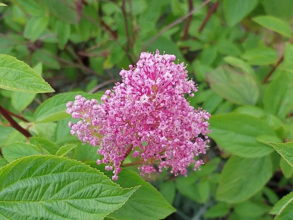 Pink Ceanothus Flower Seeds for Planting – Heirloom Non-GMO High Germination Seeds