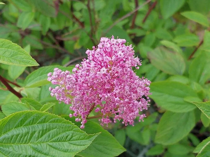 Pink Ceanothus Flower Seeds for Planting – Heirloom Non-GMO High Germination Seeds
