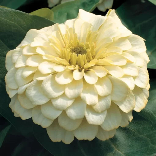cream white flower seeds