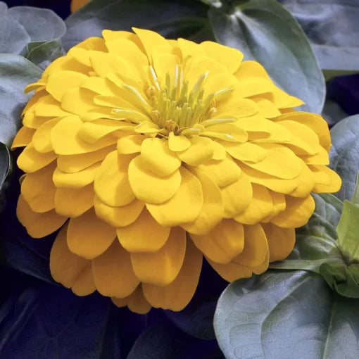 yellow yellow flower seeds