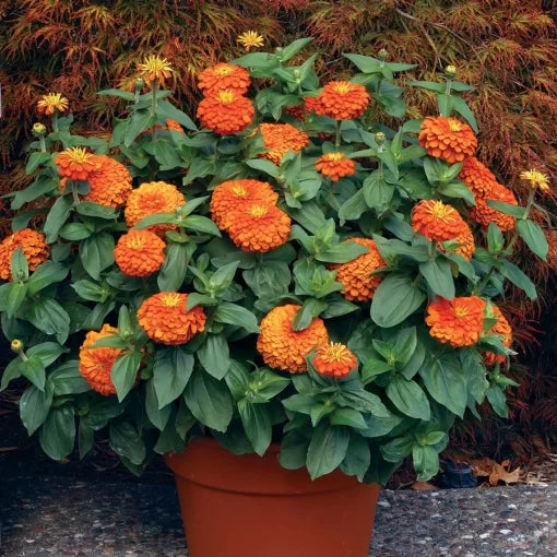 orange orange flower seeds