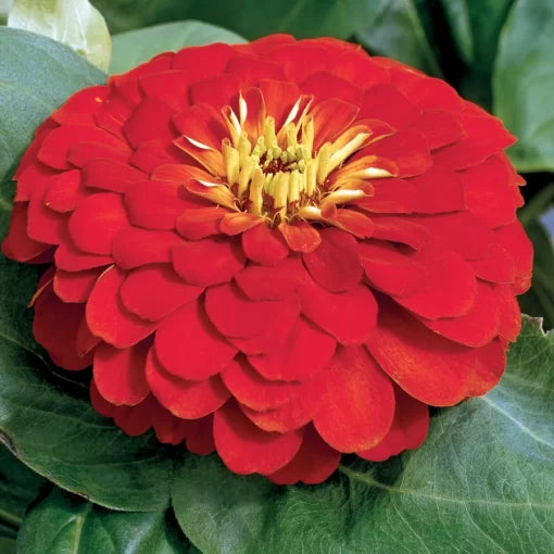 red magellan flower seeds