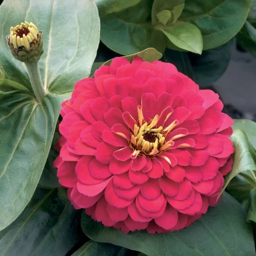 cherry zinnia flower seeds