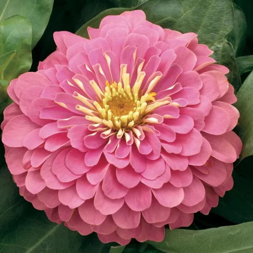 pink pink flower seeds