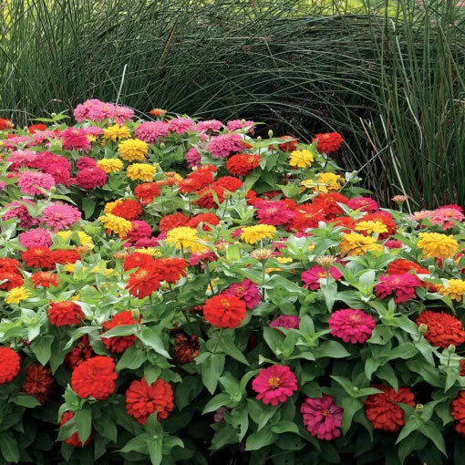 magellan mix flower seeds