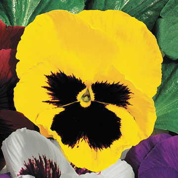 yellow yellow flower seeds