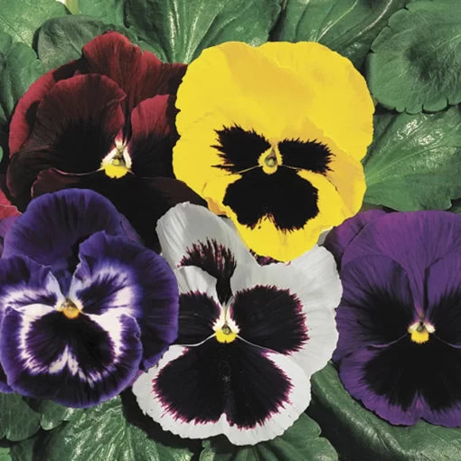whopper mix flower seeds