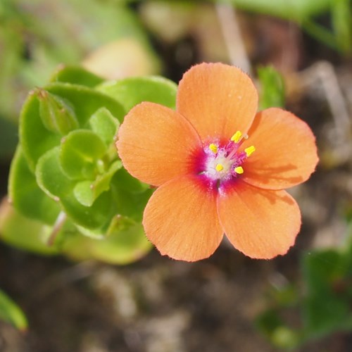 Orange Anagallis Monelli Flower Seeds – Heirloom, Non-GMO, High Germination Seeds