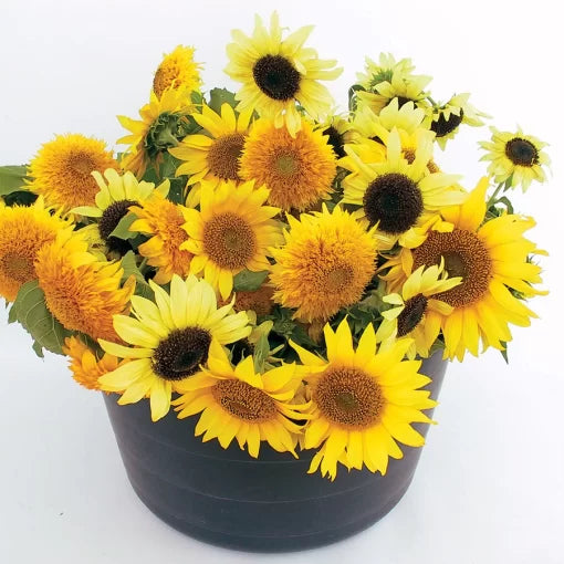 dwarf mix flower seeds