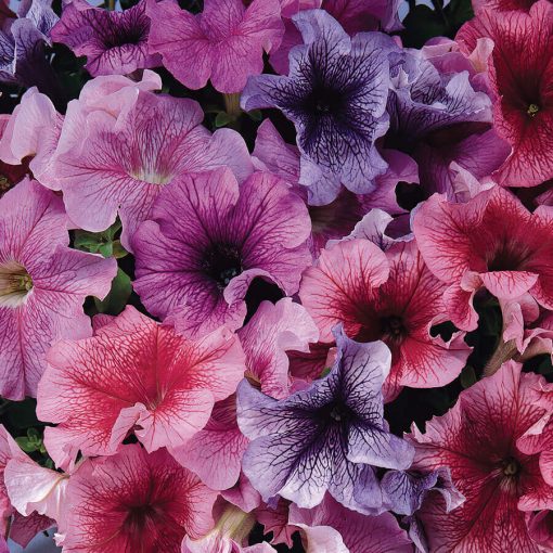 bunny ears flower seeds