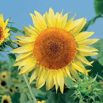 russian mammoth flower seeds