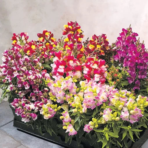 bicolor snapdragon flower seeds