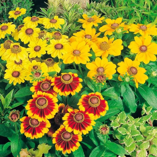 toto mix flower seeds