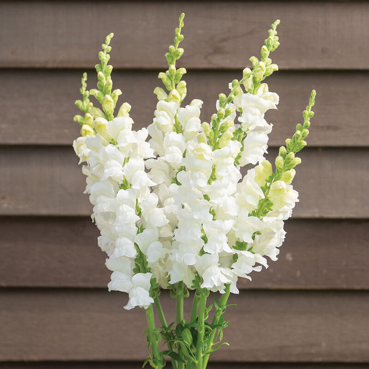 White Antirrhinum Makos Flower Seeds for Planting – Heirloom Non-GMO High Germination Seeds