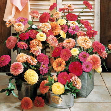cutting blend flower seeds