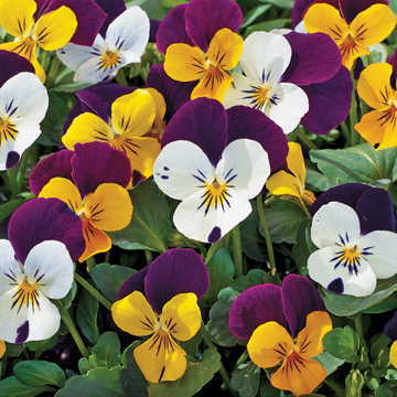 jump up flower seeds