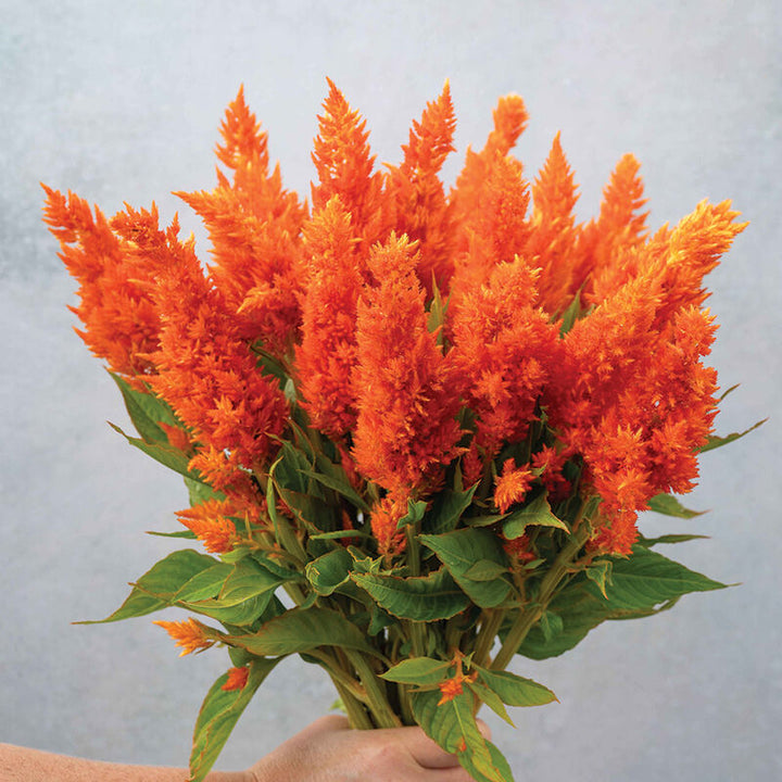Orange Celosia Flower Seeds – Heirloom, Non-GMO, High Germination Seeds