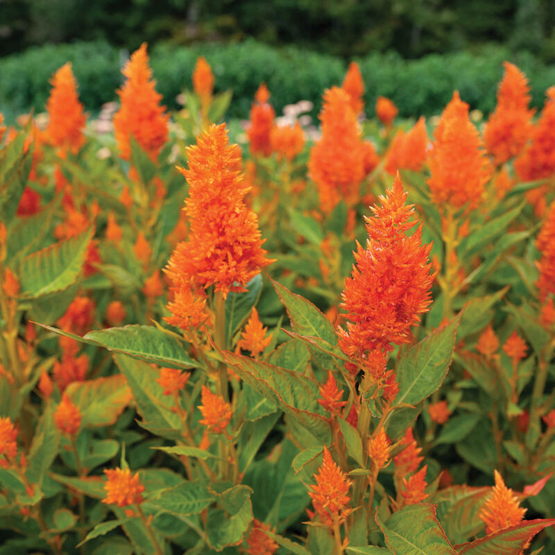 Orange Celosia Flower Seeds – Heirloom, Non-GMO, High Germination Seeds