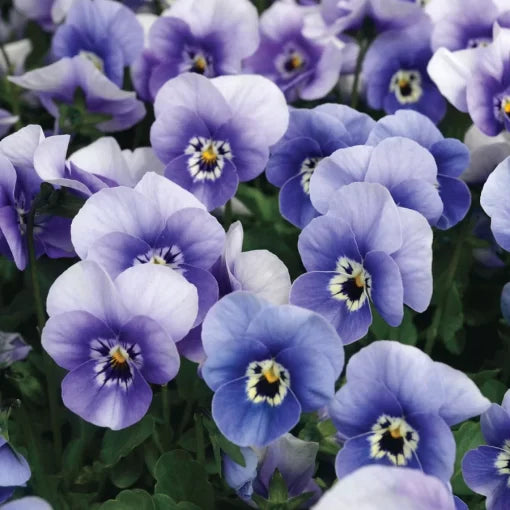 blue deep flower seeds